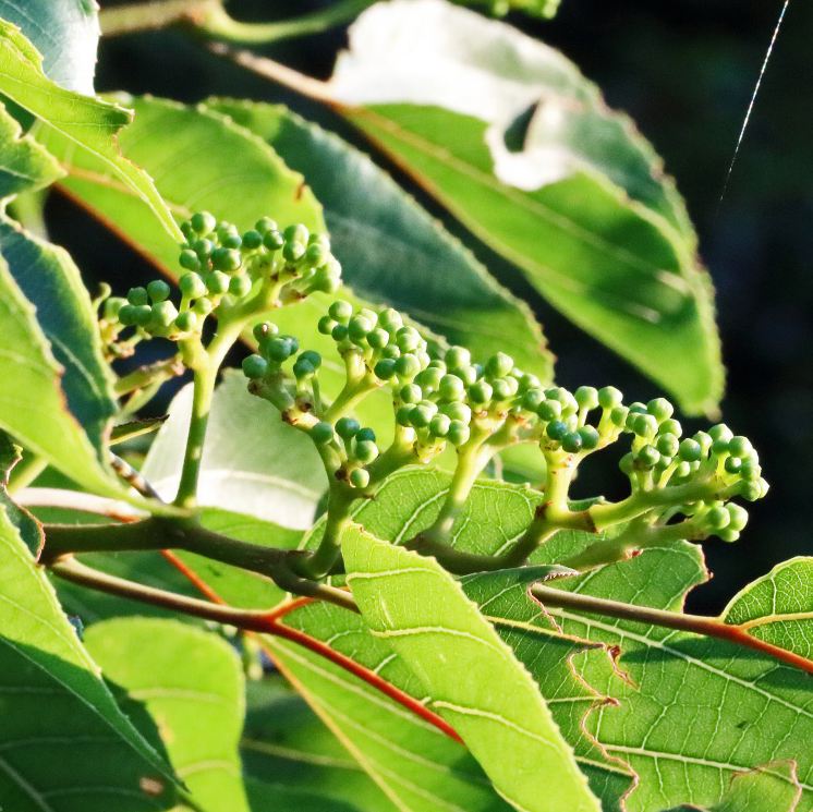 A photograph of a Hovenia Dulcis branch