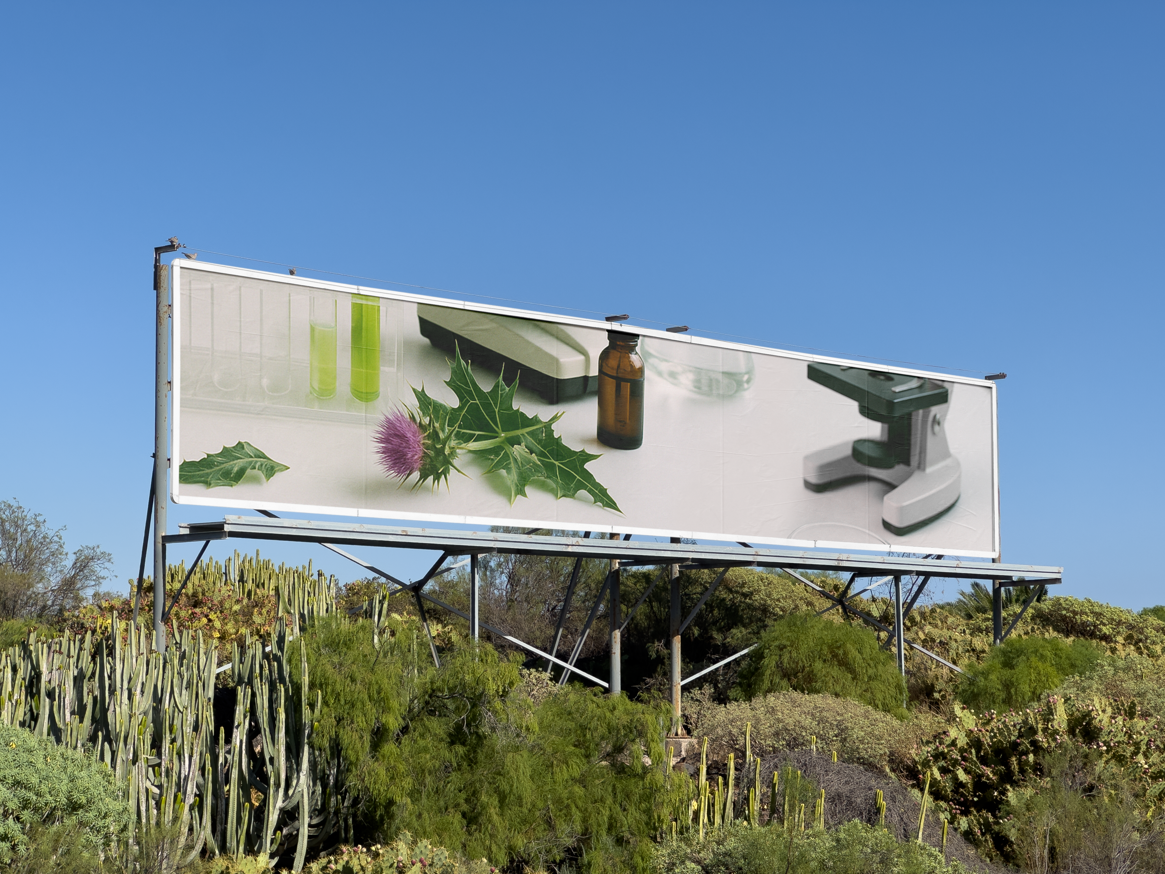 A billboard in the desert plastered with a closeup image of a Milk Thistle in a lab