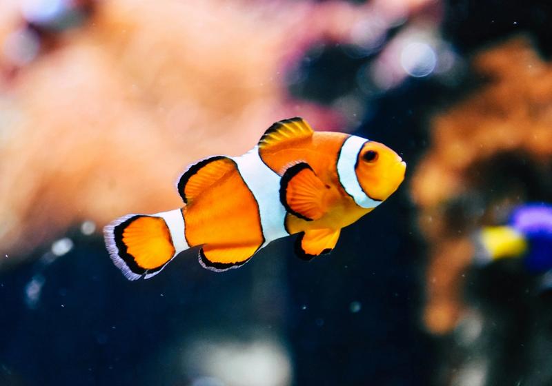 Why Krill Makes Fish More Colourful (It’s the Same Reason Flamingos Are Pink)