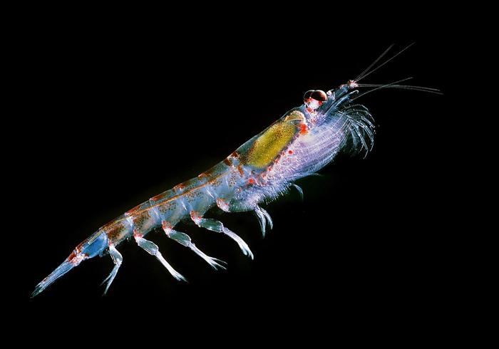Krill vs Fish Meal: Why the First Ingredient Tells You Almost Everything