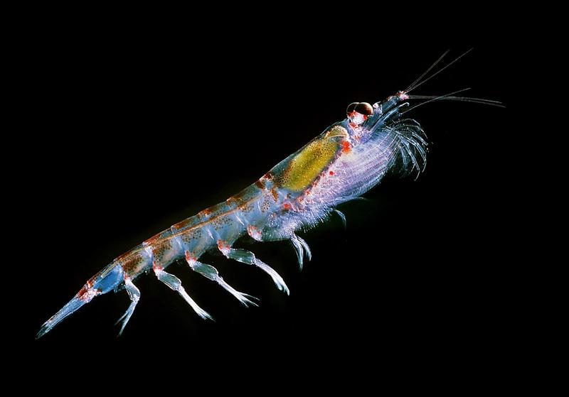 Krill vs Fish Meal: Why the First Ingredient Tells You Almost Everything