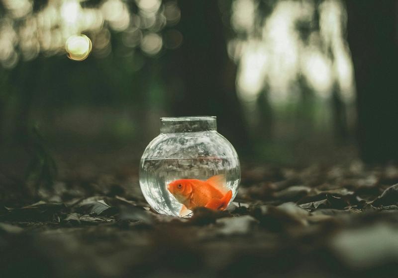 How Much Should You Feed Aquarium Fish? (And Why Your Water Goes Cloudy)