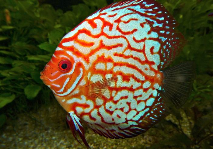 What Is Astaxanthin in Fish Food? Meet the Ocean’s Favourite Pigment