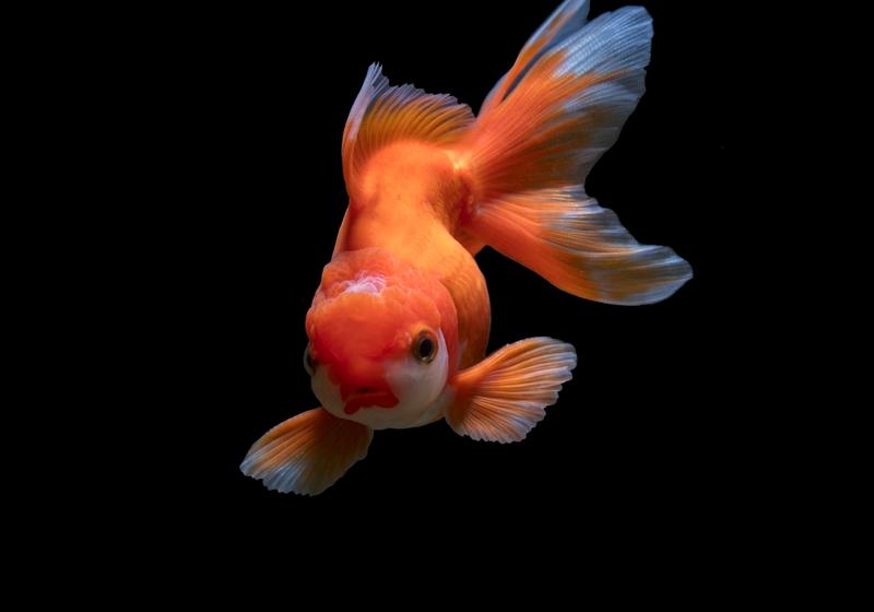 The Best Food for Goldfish (Spoiler: They Don’t Have a Stomach)