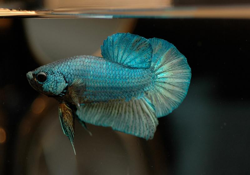 What Do Betta Fish Eat? Wild Diet vs. Your Tank