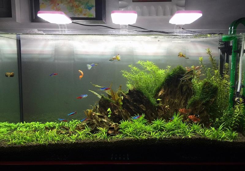 The Best Food for Guppies, Platies and Mollies (Tiny Mouths, Big Opinions)