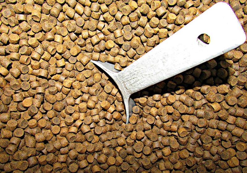 Sinking vs Floating Pellets: Read the Mouth, Not the Marketing