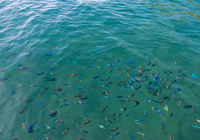 Water clarity isn’t a luxury — it’s a diagnostic