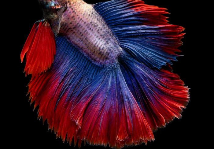 What Do Betta Fish Eat? Wild Diet vs. Your Tank