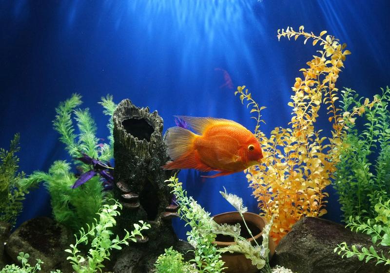 What Do African Cichlids Eat? Feeding for Color, Growth and No Bloat