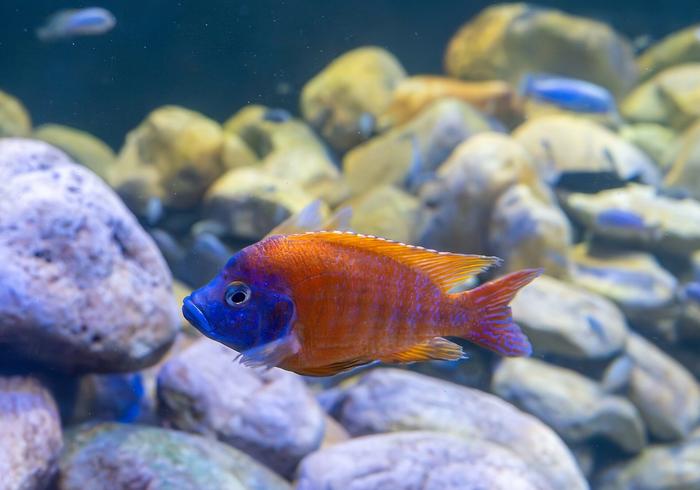 Why Is My Cichlid Losing Colour? Six Causes and One Usual Suspect