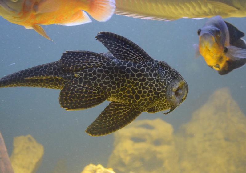 What Do Plecos Eat? Feeding the Janitor Who Won’t Work for Free