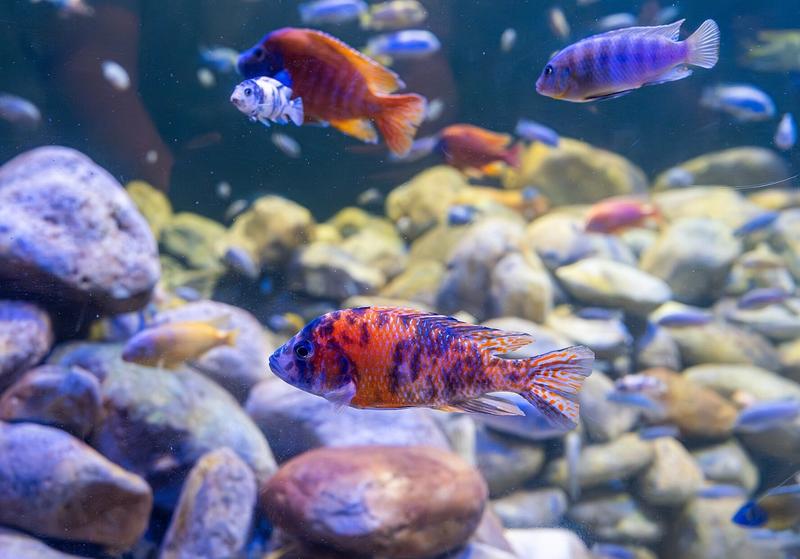 What Do African Cichlids Eat? Feeding for Color, Growth and No Bloat