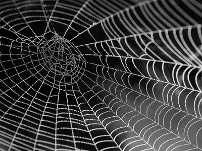 Concurrent Web Crawler in Go