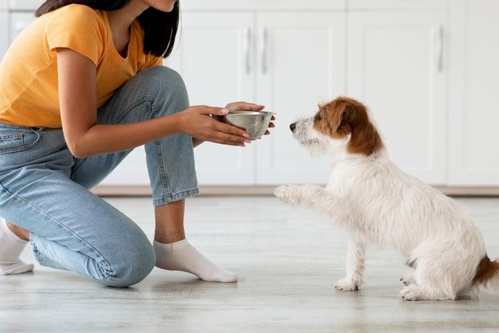 Tutora a dar comida numa taça ao seu cão