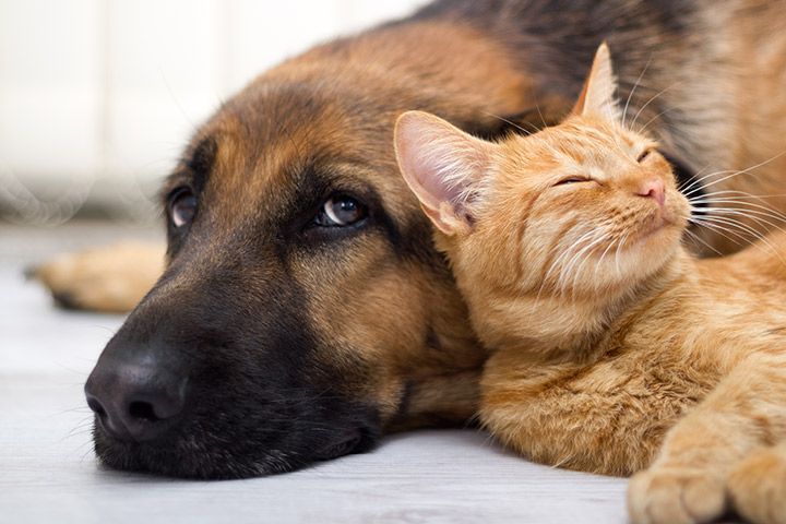 cão e gato com microchip