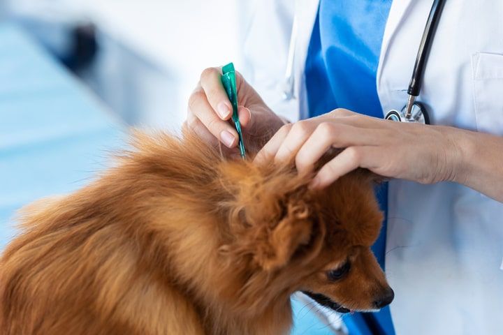 cão a ser desparasitado para prevenir a leishmaniose canina