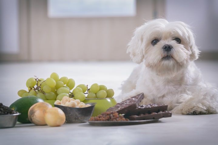 alimentos proibidos para cão