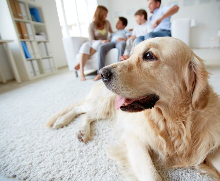 cão labrador bege junto com a família  