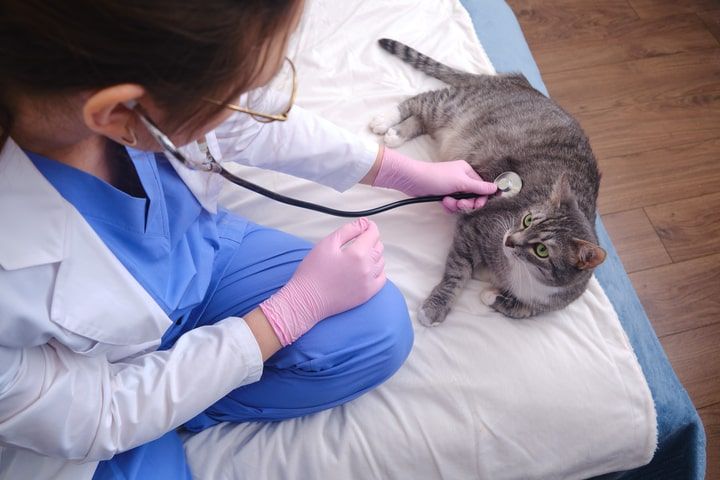 veterinária a observar um gato em casa