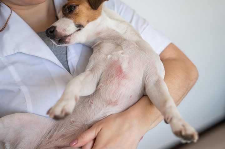 cão com dermatite atópica canina