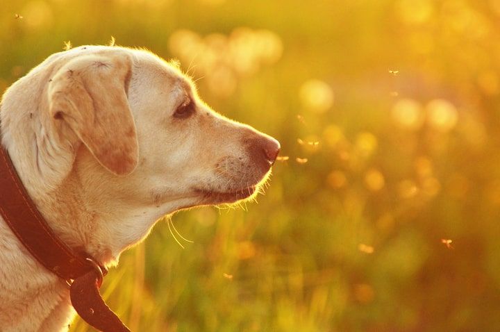 cão e flebótomos, o vetor transmissor da lesihmaniose canina