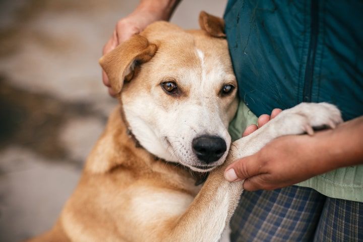 cão a ser acarinhado pelo tutor