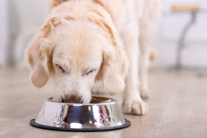 Cão bege a comer ração na sua taça