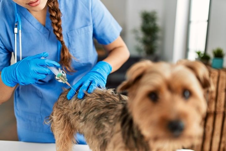 cão a ser vacinado com a vacina da raiva