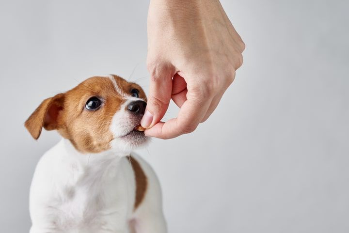 Tutor a dar comida para cão