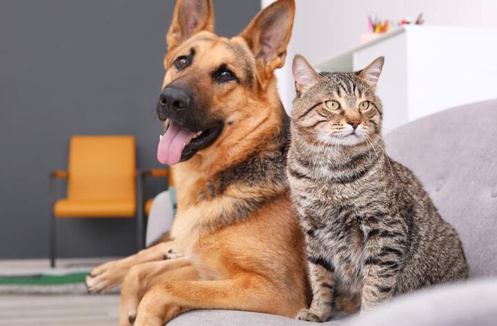 cão pastor alemão e gato comum europeu