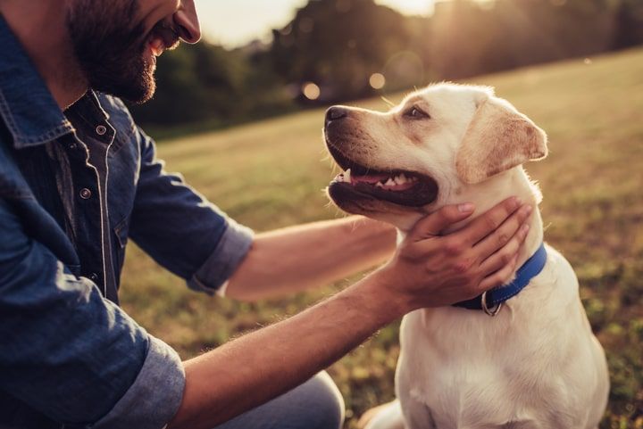 cão vacinado contra a raiva