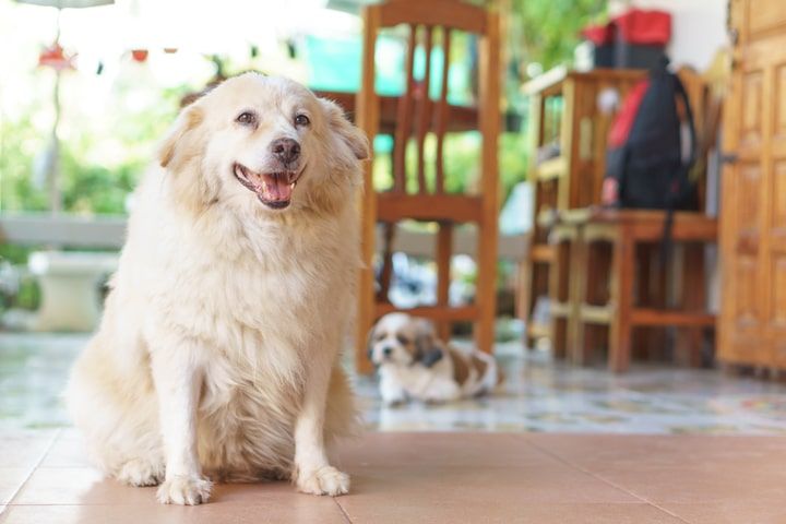 cão obeso devido a uma má alimentação