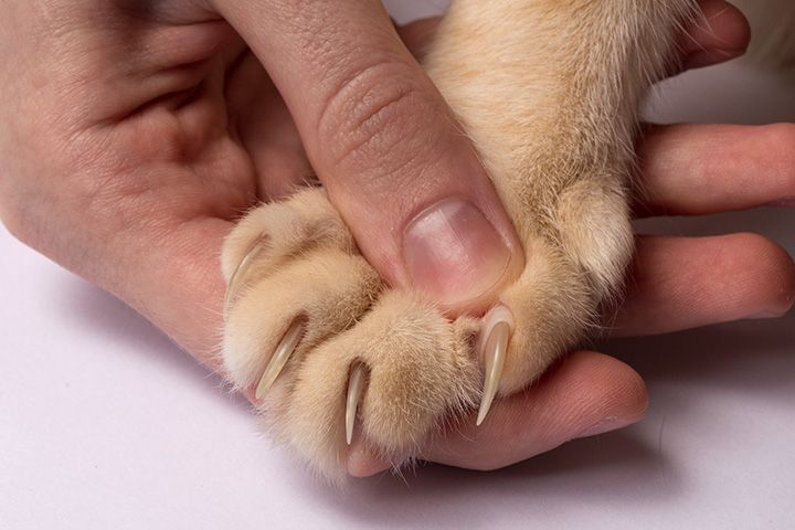 gato com unhas muito compridas, sem corte