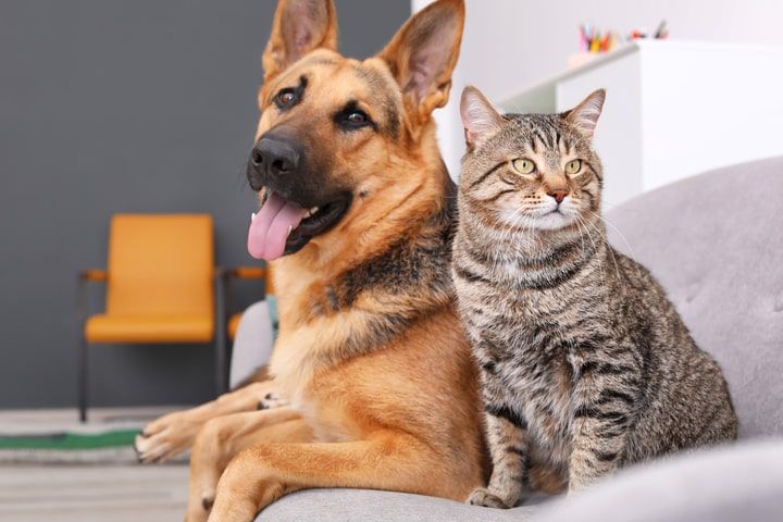 cao e gato saudáveis com a vacinação da raiva em dia