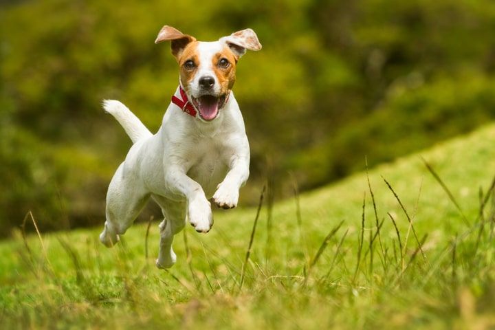 cão saudável com cuidados veterinários em dia