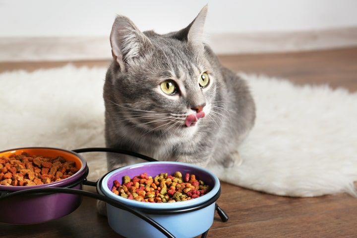 gato cinza a comer ração