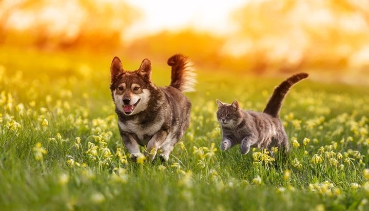 cão e gato a coorer no campo com a vacinação da raiva em dia