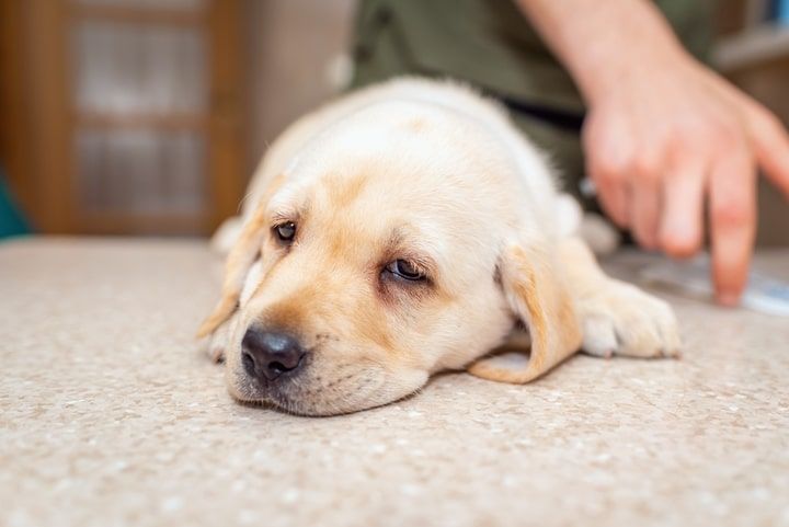 cão com letargia após a vacinação