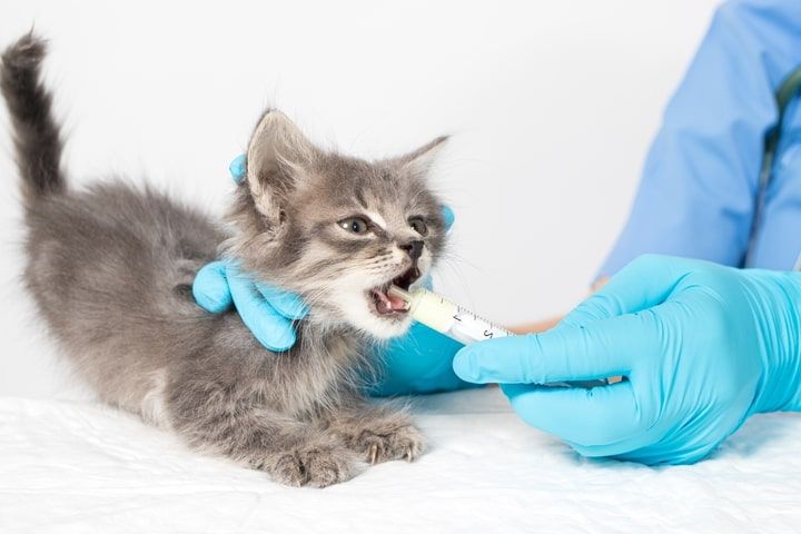 veterinário a administrar desparasitante interno para gatos