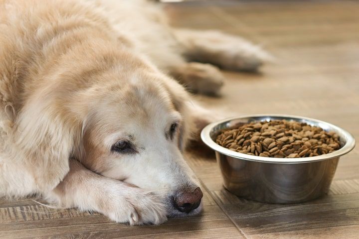 vacinação da raiva em cães