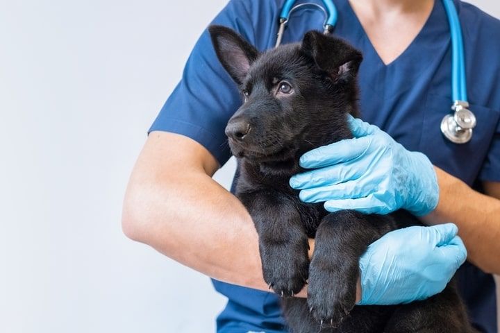 cão numa consulta de nutrição veterinária