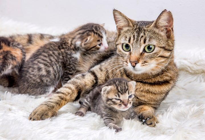 gata com gatinhos bebés