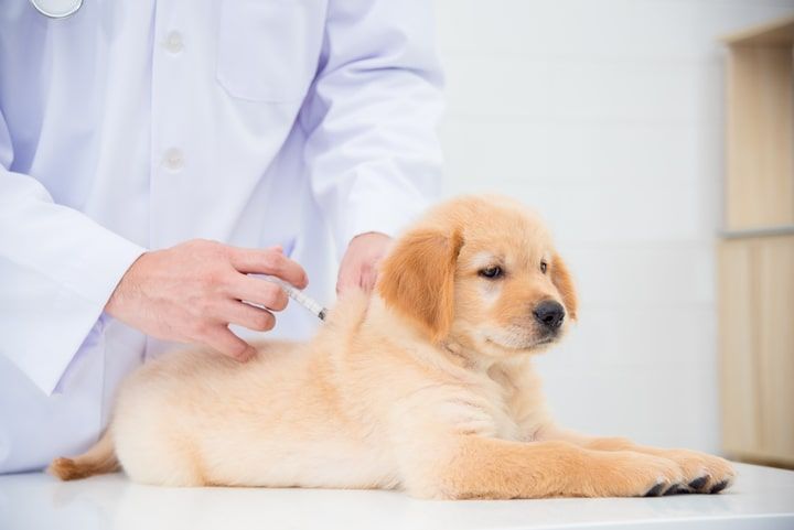 veterinário a administrar a vacina da parvovirose canina