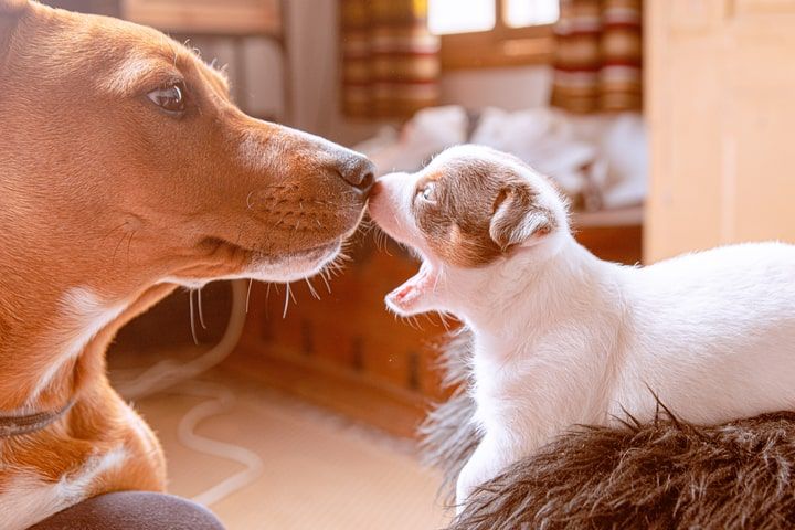 cão a brincar com cachorro