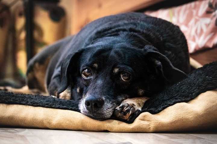 cão que será eutanasiado devido à doença irrecuperável