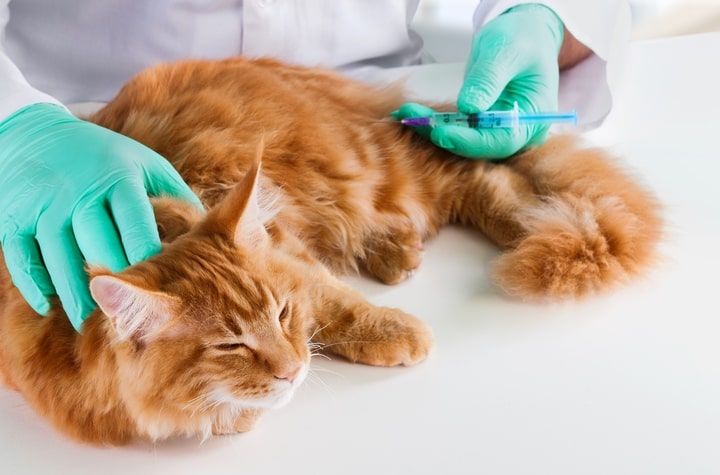 veterinário a administrar vacina para gato