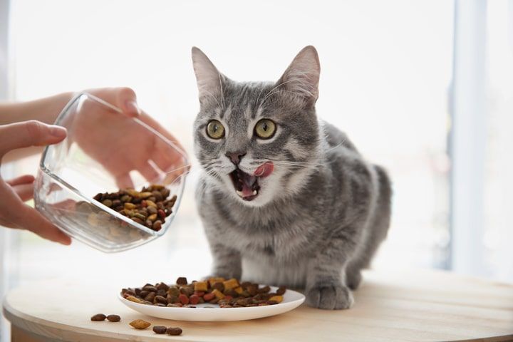 gato cinzento a comer ração