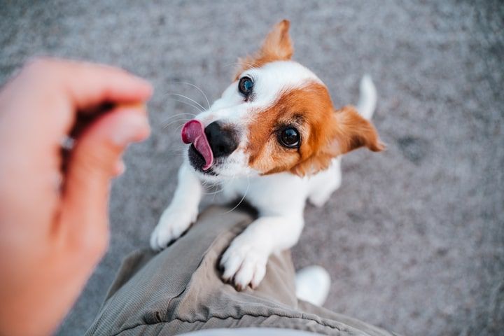 tutor a dar comida para o cão