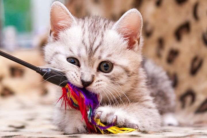 gato a brincar com um brinquedo de penas